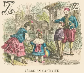 Z: Cebra en cautiverio