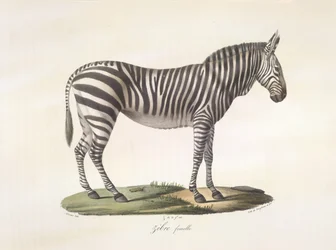 Cebra hembra. Cebra hembra, de Historia natural de los mamíferos (litografia en color)