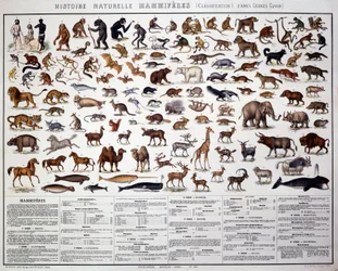 Zoología: clasificación de los mamíferos según el biólogo francés Georges Cuvier (1769-1832). Tabla de Historia Natural