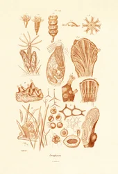 Zoófitos, 1833-39