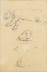 Estudios caninos: Waldmann y Ami