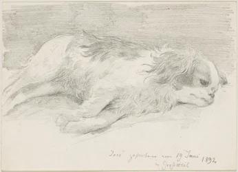estudios de perros