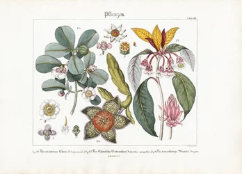 Plantas ornamentales exóticas: Clusia, Enkianthus y Stapelia
