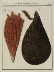 Mejillones, de Neues Systematisches Conchylien-Cabinet (El nuevo gabinete sistemático de conchas), 1784 (grabado y aguafuerte coloreado a mano)
