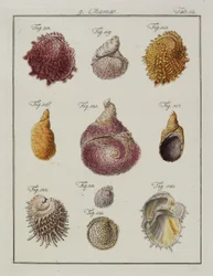 Conchas marinas: Chamae, Pinnae, de Neues systematisches Conchylien-Cabinet, 1784