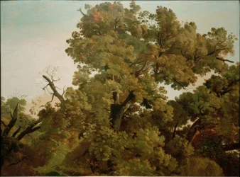 Roble