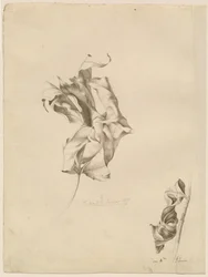 Hojas marchitas