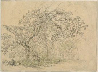 Arboleda [verso]