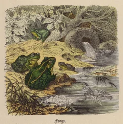 Ranas