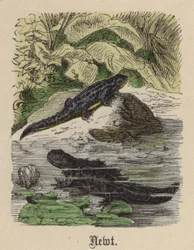 Tritón