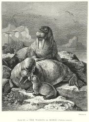 La Morsa o Morse (Trichechus Rosmarus) (grabado)