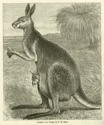 Canguro y cría