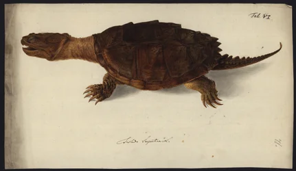 Chelydra serpentina, antes de 1792