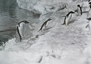 Pingüinos saltando sobre el borde de hielo, c1911, 1913