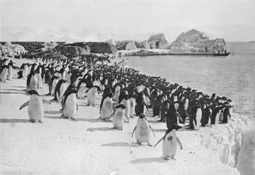 Desfile de pingüinos, c1911