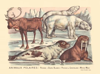 Página 14: Animales polares: renos, osos polares, foca arpa, morsa macho