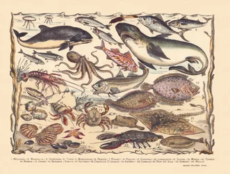 Página 16: Medusa, marsopa, arenque, atún, caballa, tiburón, mújol, pulpo, sardinas, langosta, sepia, bacalao, rodaballo, barba, cangrejo, ermitaño Bernard, ostras, vieiras, asteria, teja, raya, lenguado, langosta, mejillones