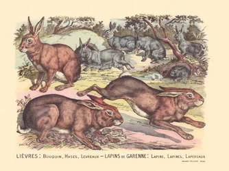 Página 12: Liebres: libro, hases, labios Conejos de Garenne: conejos, conejos, conejos