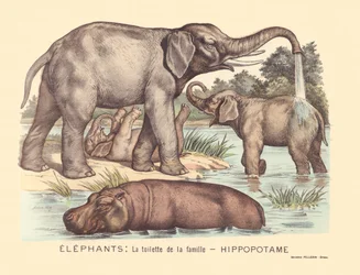 Página 7: Los elefantes: el baño de la familia de los hipopótamos