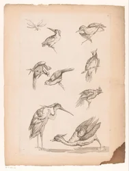Ocho pájaros chinos, incluidos martines pescadores, una garza, un pato y una libélula Varias aves chinas (título de la serie) Livre des differentes éspeces d