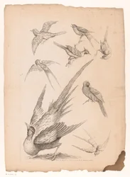 Ocho pájaros chinos, posiblemente incluidas las aves del paraíso. Varias aves chinas (título de la serie) Livre des differentes éspeces d