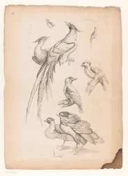 Ocho pájaros chinos, posiblemente incluidas las aves del paraíso. Varias aves chinas (título de la serie) Livre des differentes éspeces d