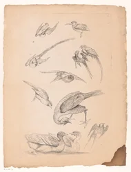 Once pájaros chinos, incluidos patos y cotorras. Varias aves chinas (título de la serie) Livre des differentes éspeces d