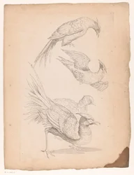 Cuatro pájaros chinos, posiblemente aves del paraíso Varias aves chinas (título de la serie) Livre des differentes éspeces d