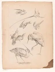 Nueve pájaros chinos, incluida una garza y ​​posiblemente aves del paraíso. Varios pájaros chinos (título de la serie) Livre des differentes éspeces d