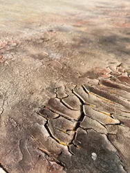 Textura de tierra agrietada