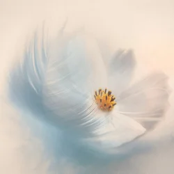 Pluma floral de ensueño