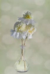 Elegantes flores blancas