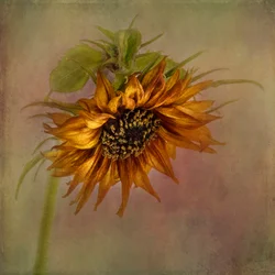Girasol de otoño dorado