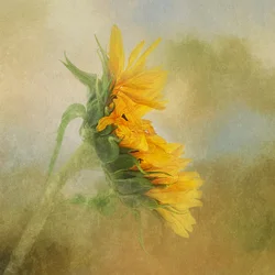Resplandor del girasol dorado
