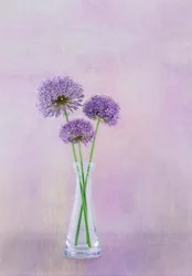Flores de Allium moradas en un jarrón