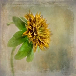 Flor dorada y delicada