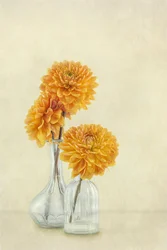 Dalias de color naranja suave