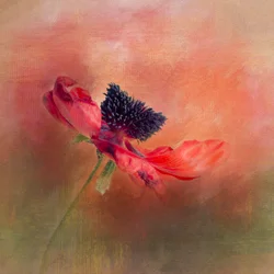 Una flor de amapola de colores vivos