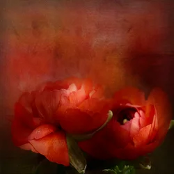Flores de un rojo intenso