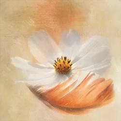 Pluma de cosmos blanco