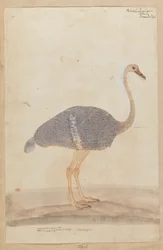 Avestruz