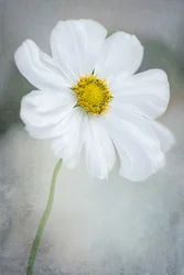 Cosmos blanco delicado