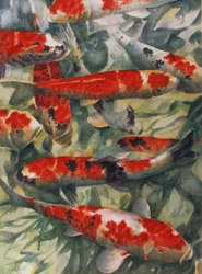 Carpa koi