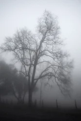 El misterioso árbol envuelto en niebla