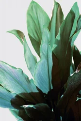 Planta tropical verde