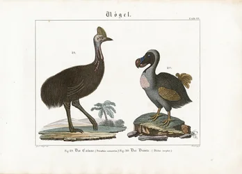 Casuario y dodo