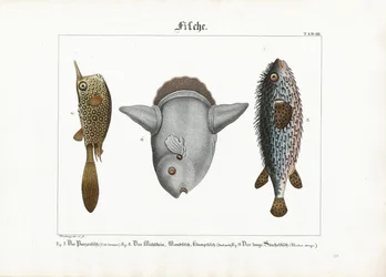Peces exóticos: Pez trompeta, Pez luna y Pez puercoespín