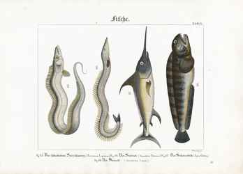 Peces marinos: Pez sierra, anguila de arena, pez espada y pez lobo