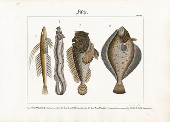 Peces marinos: Dragonet, gallineta nórdica, cabracho y solla