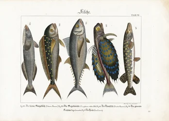 Peces marinos: Rémora, Delfín, Atún, Rubio y Lucio